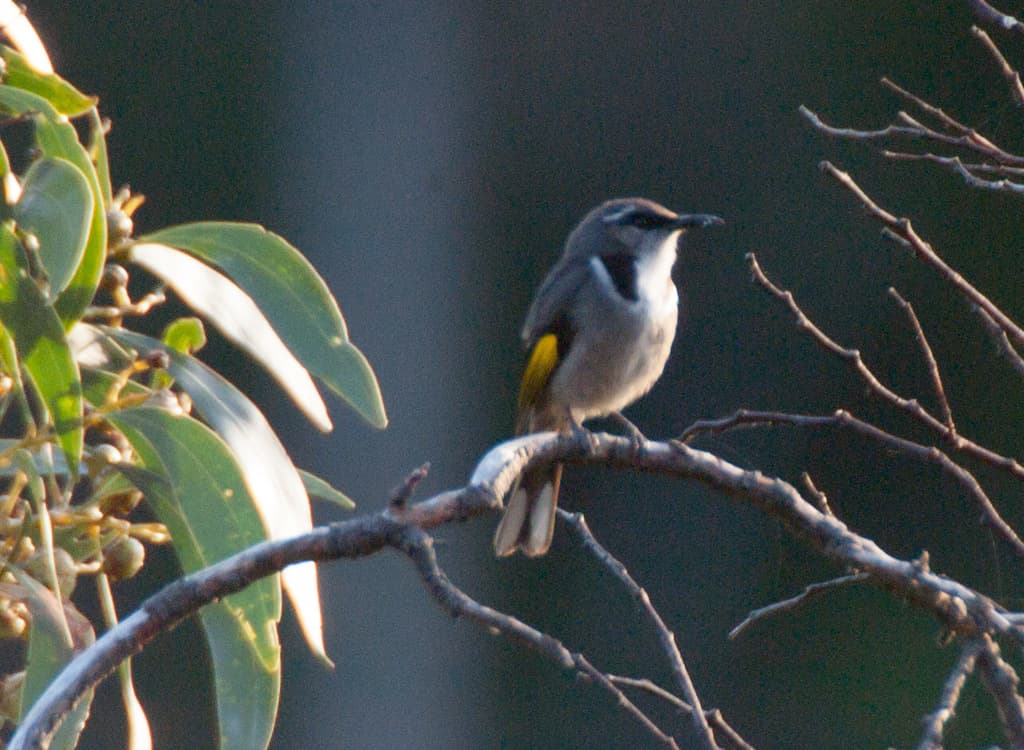 Crescent Honeyeater