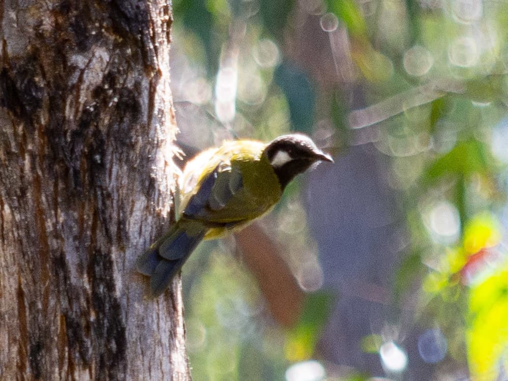 White-eared Honeyeater
