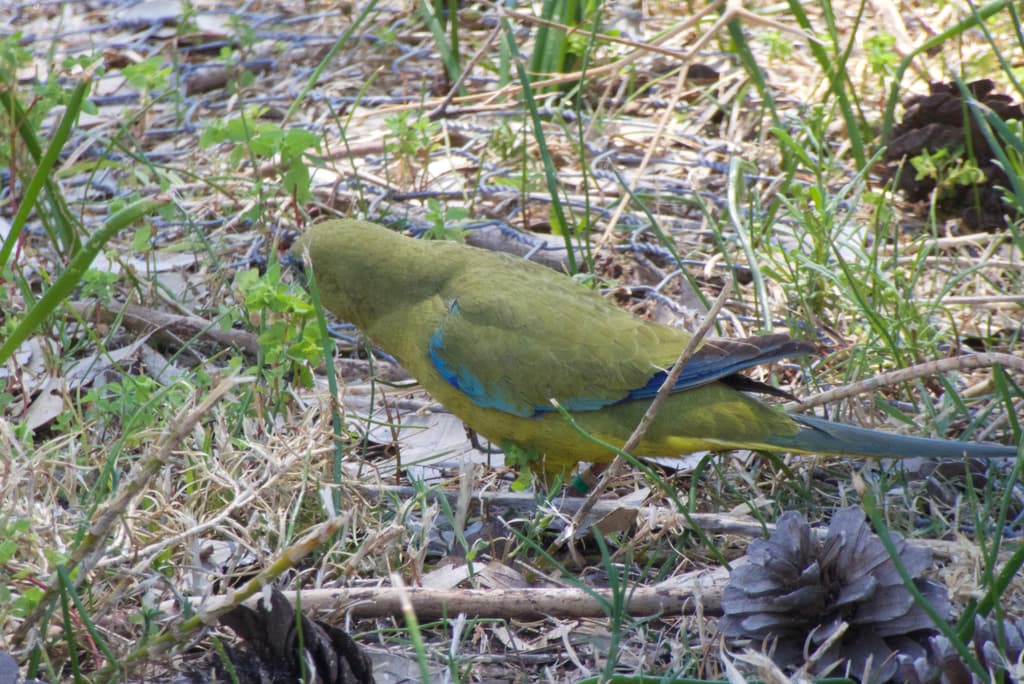 Rock Parrot