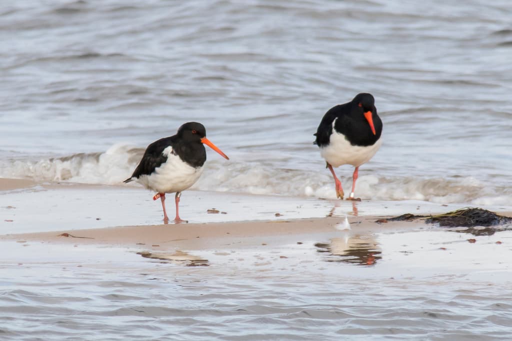 South Island Oystercatcher