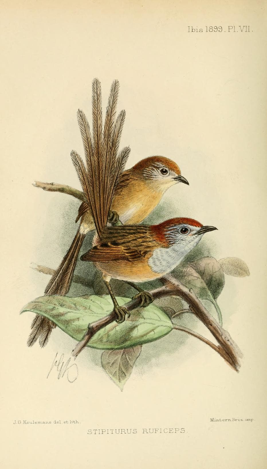 Rufous-crowned Emu-wren