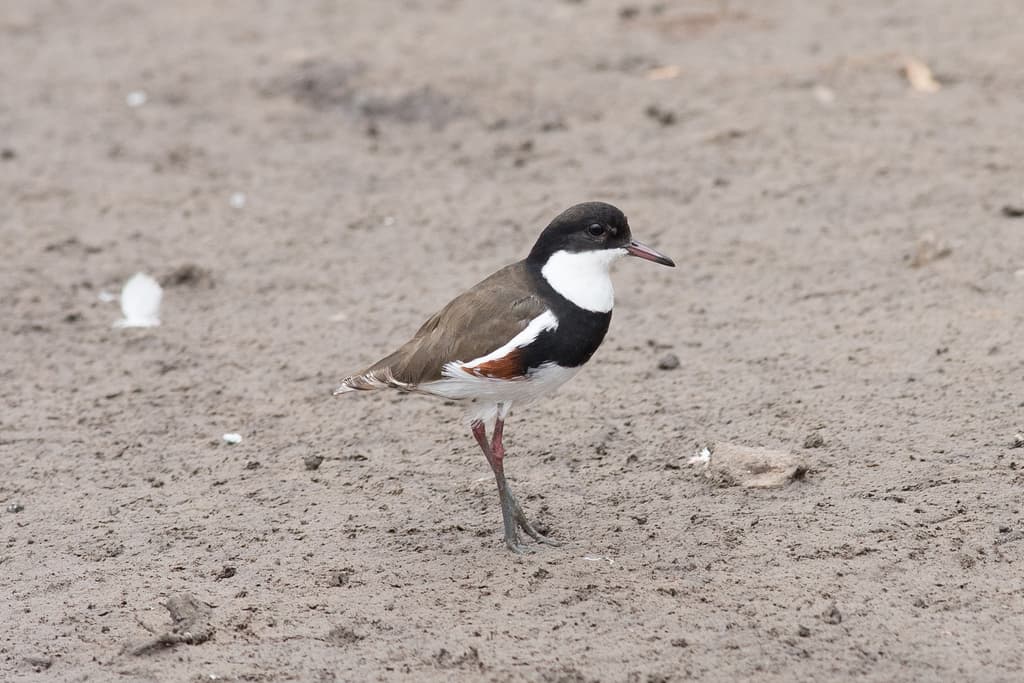 Red-kneed Dotterel