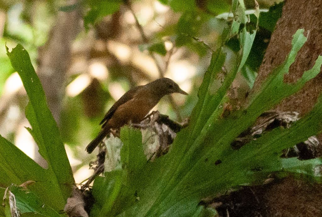 Arafura Shrikethrush