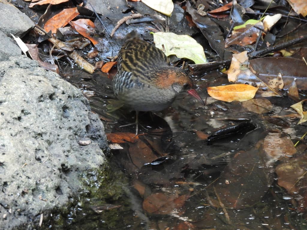 Lewin's Rail