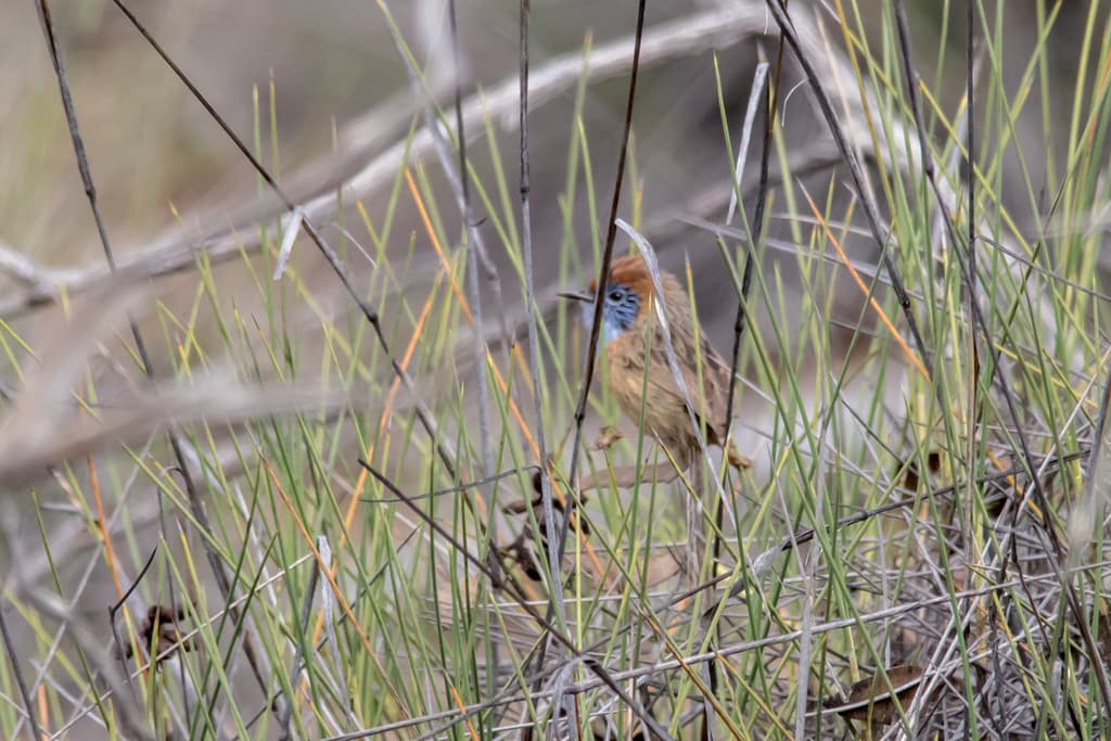 Mallee Emu-wren