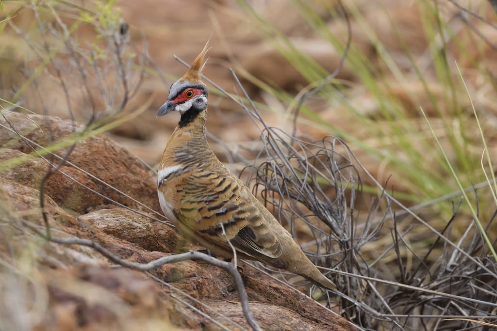 Spinifex Pigeon