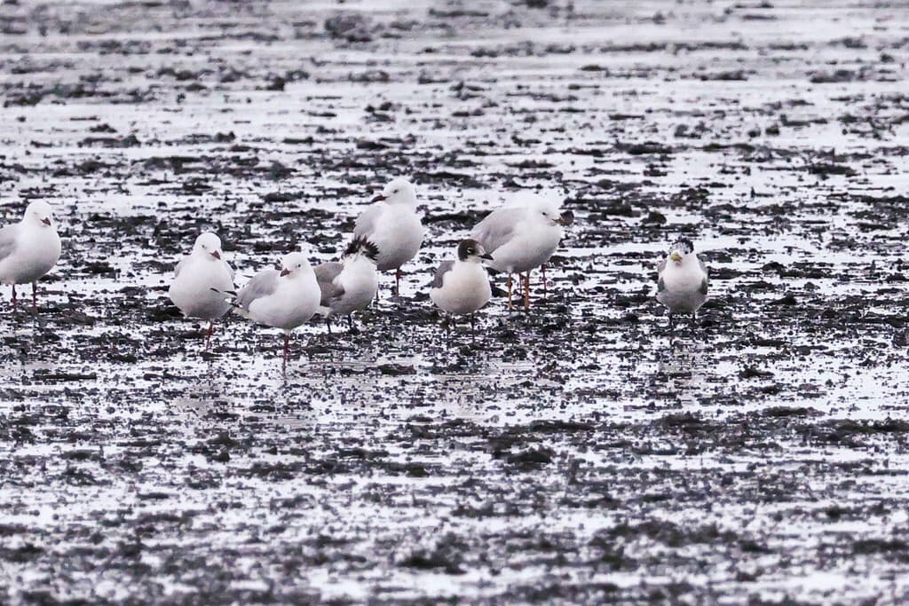 Franklin's Gull