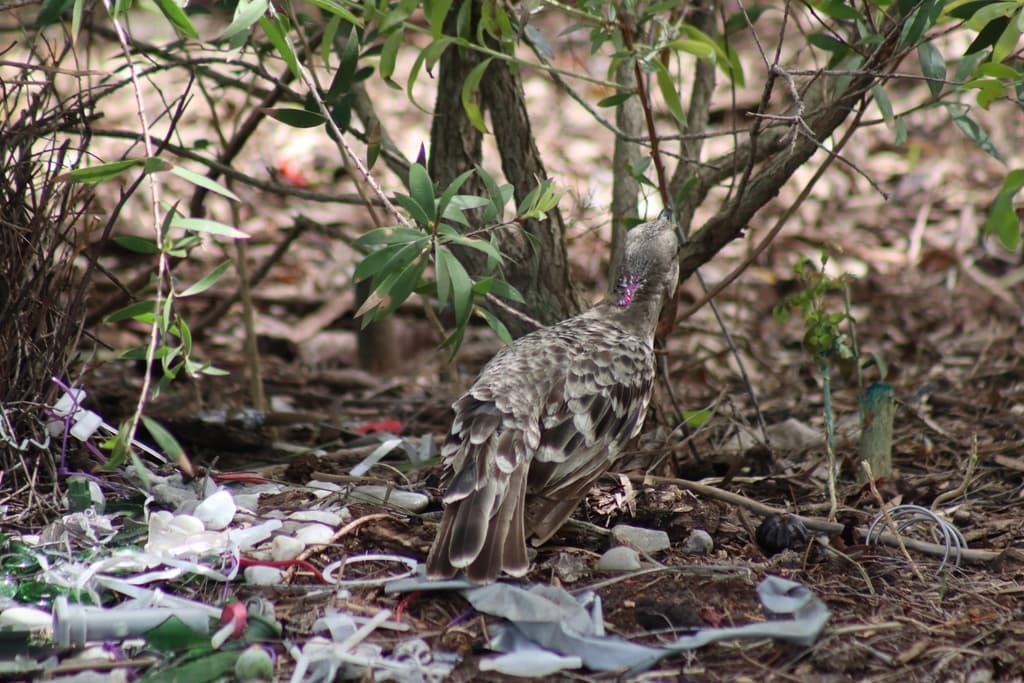Great Bowerbird