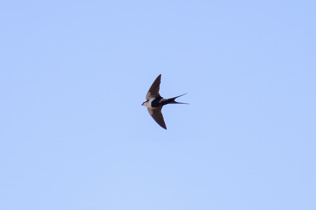 White-backed Swallow