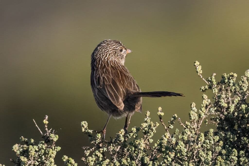 Western Grasswren