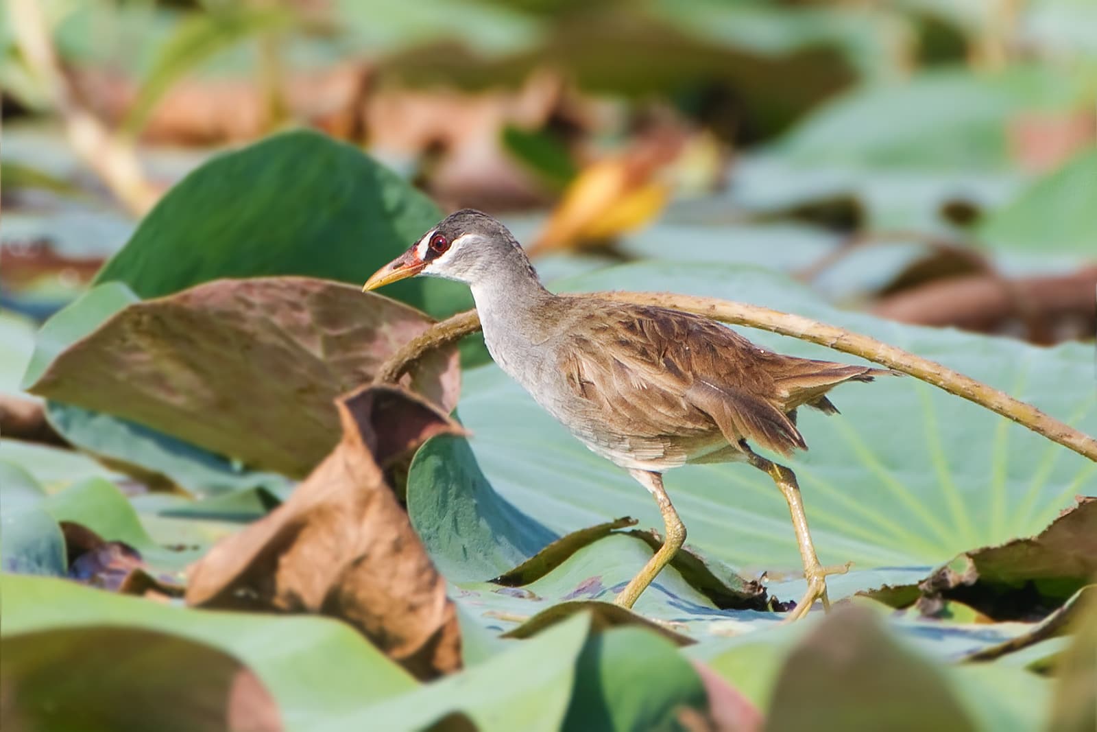 White-browed Crake