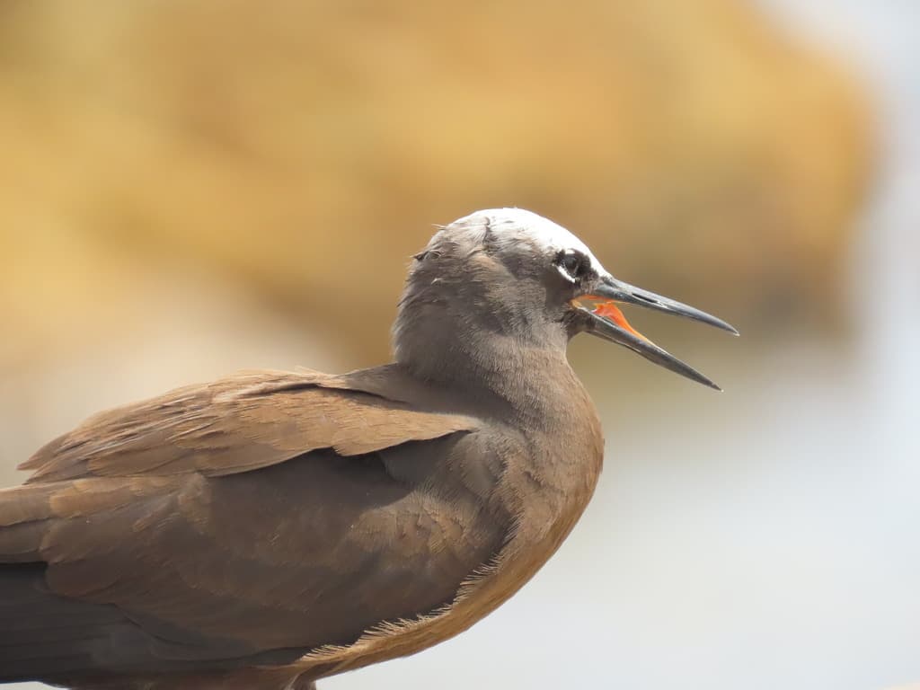 Black Noddy