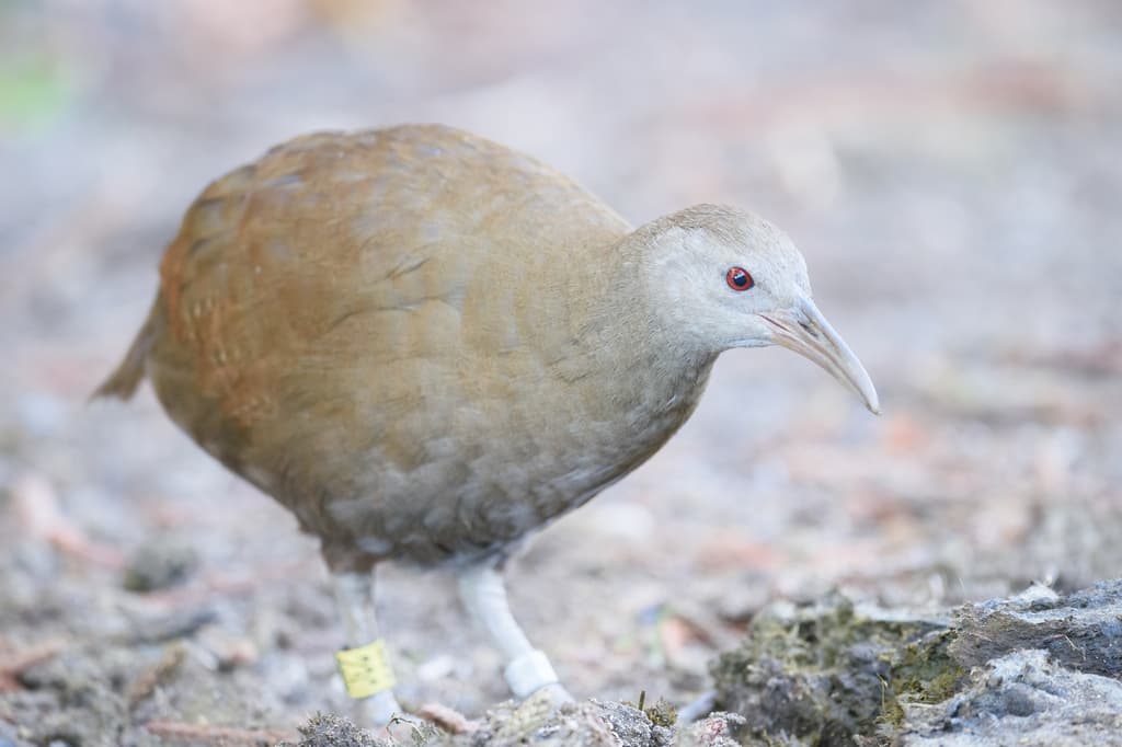 Lord Howe Woodhen