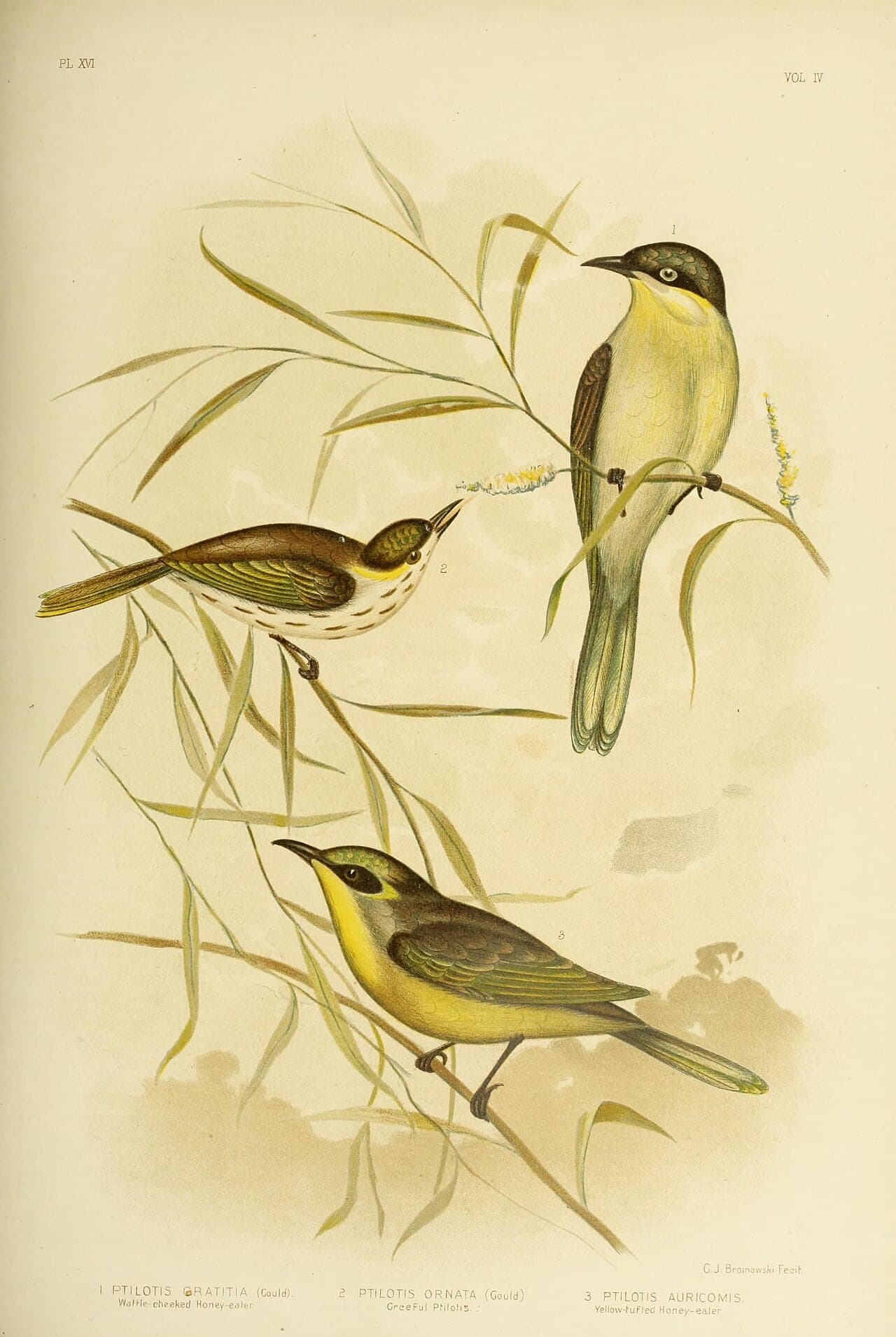 Yellow-plumed Honeyeater