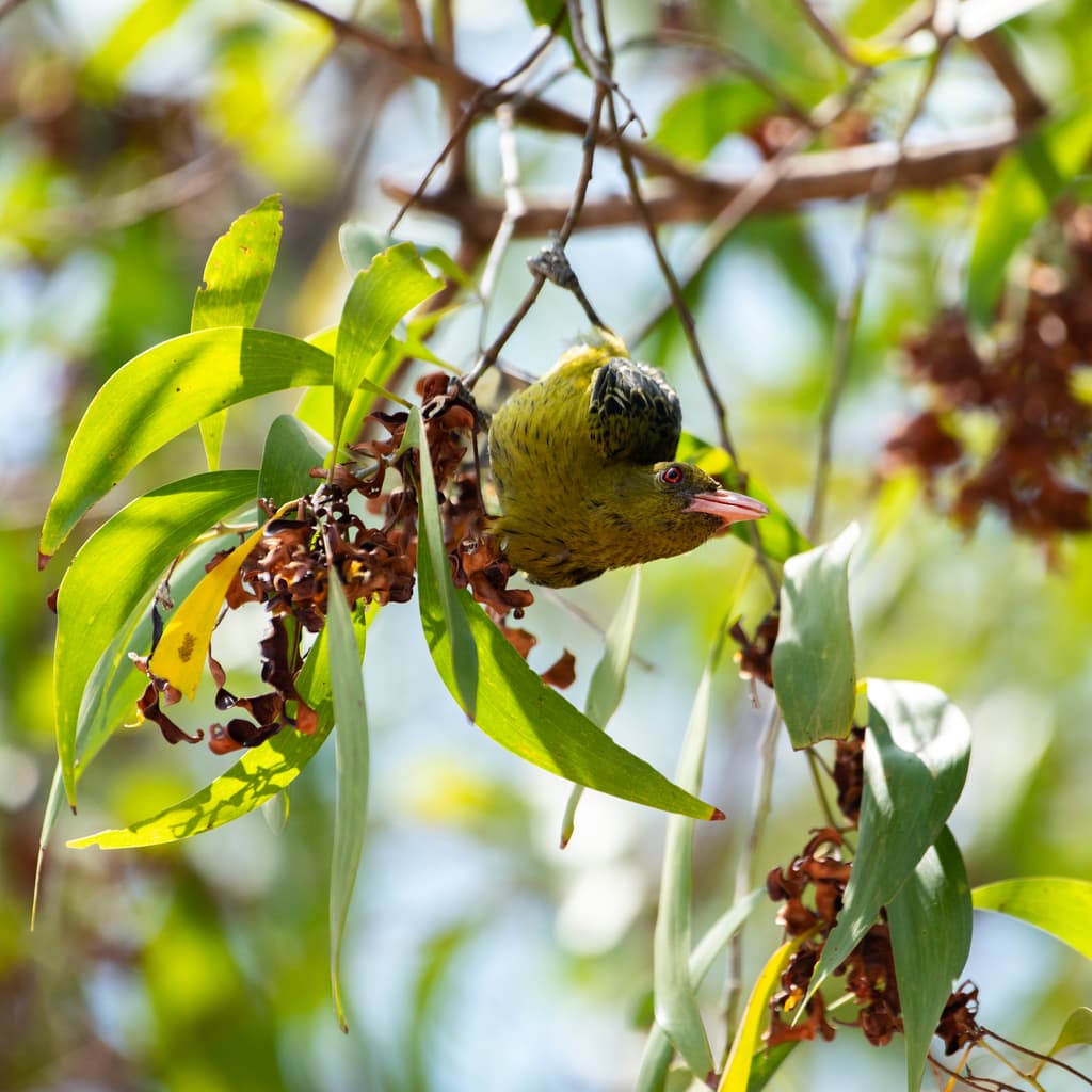 Green Oriole