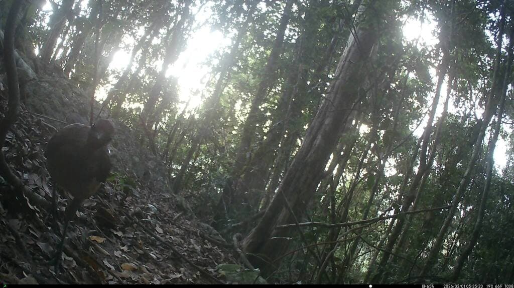 Albert's Lyrebird