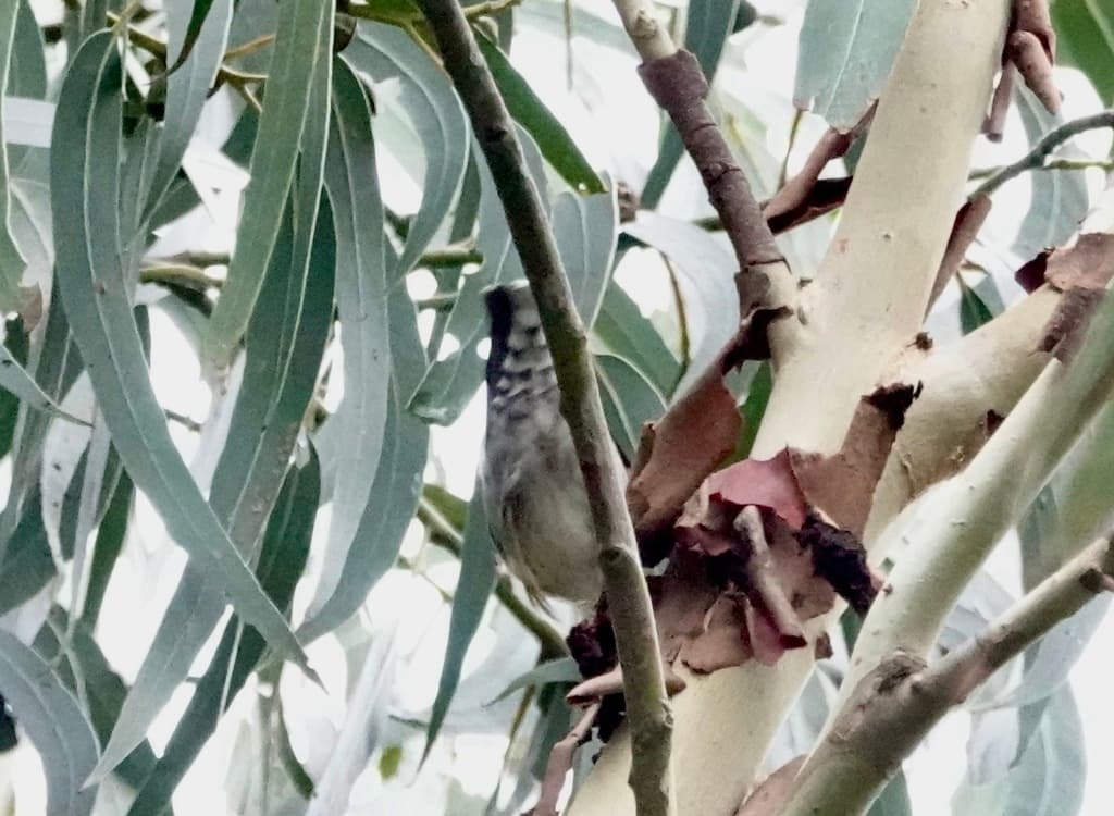 Varied Sittella