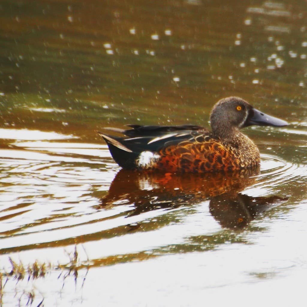 Australasian Shoveler