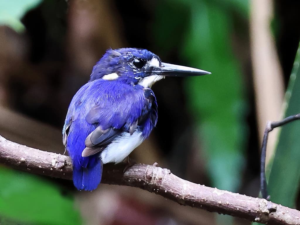 Little Kingfisher