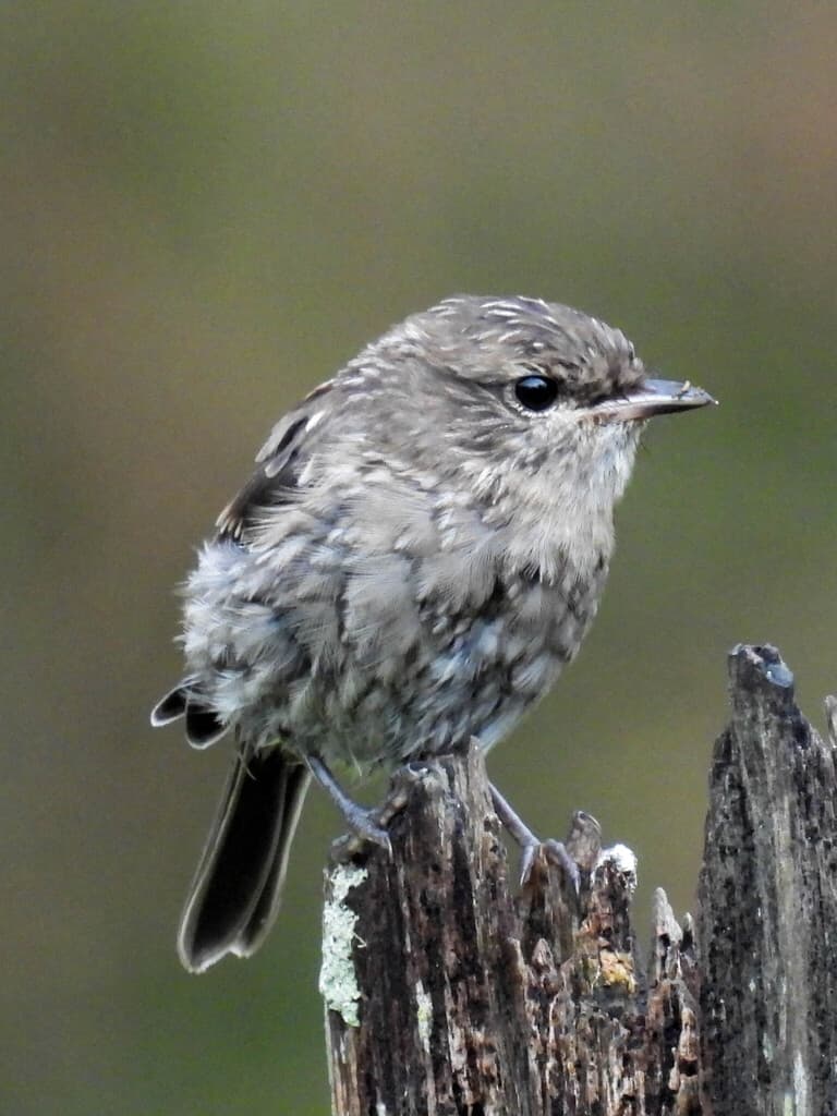 Dusky Robin