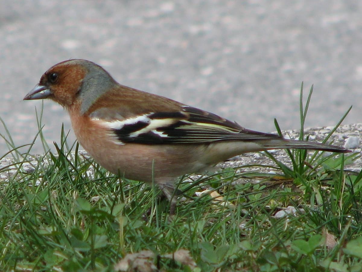 Eurasian Chaffinch