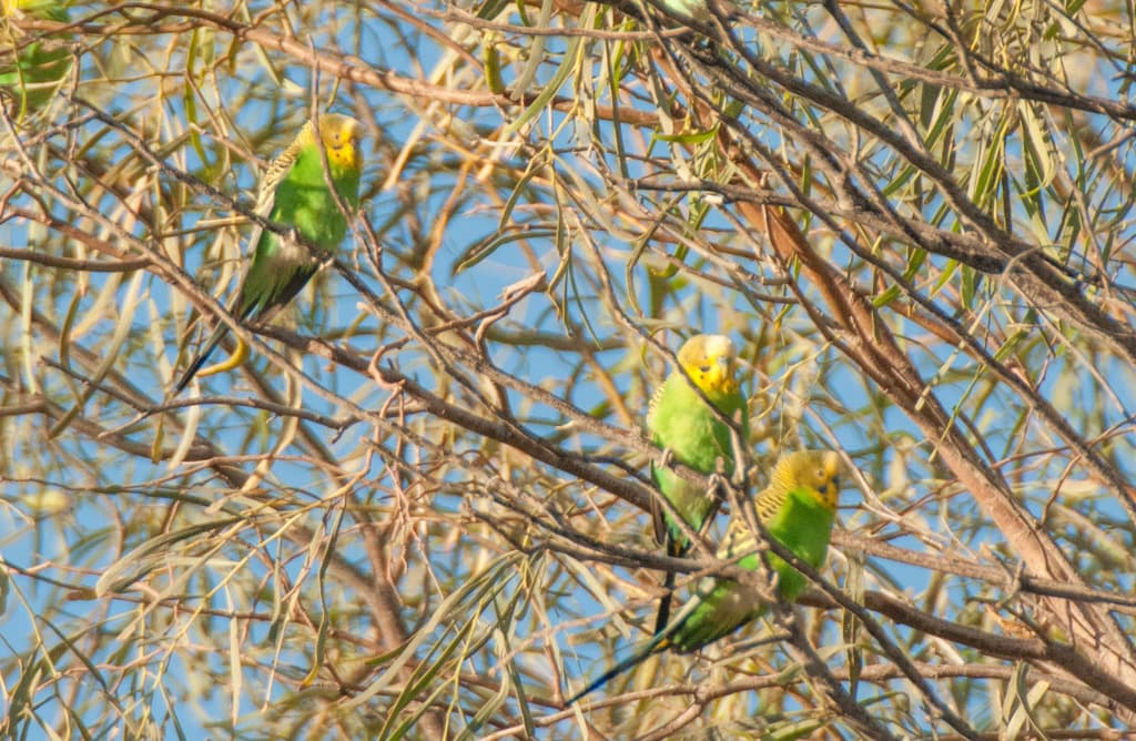Budgerigar