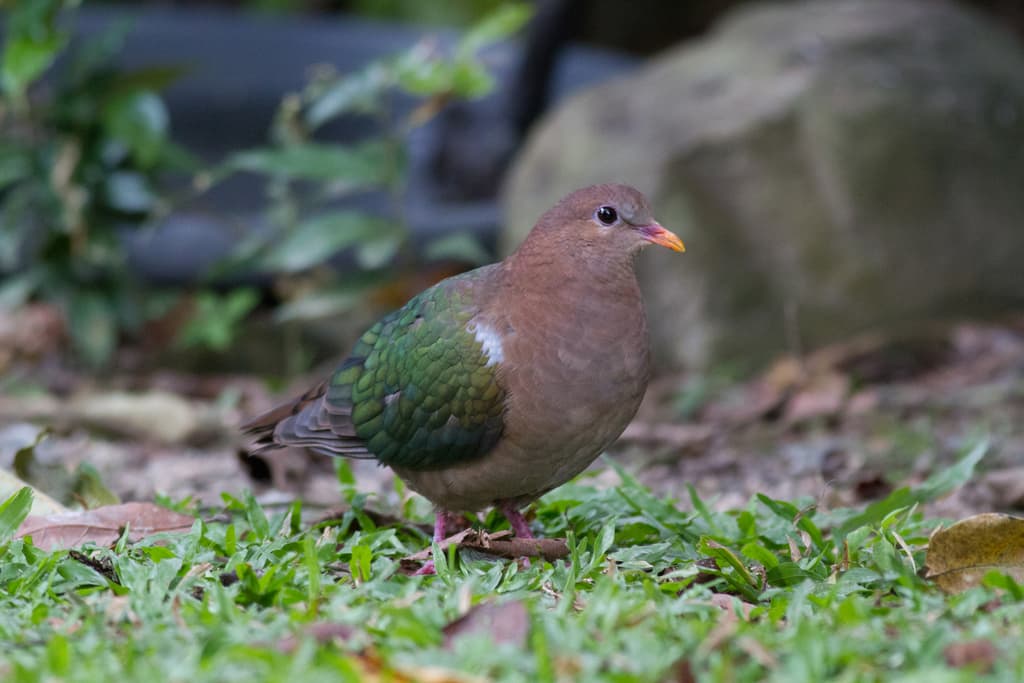 Common Emerald Dove