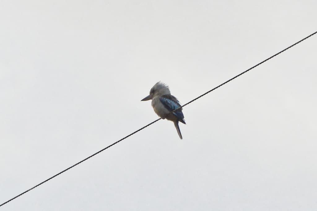 Blue-winged Kookaburra
