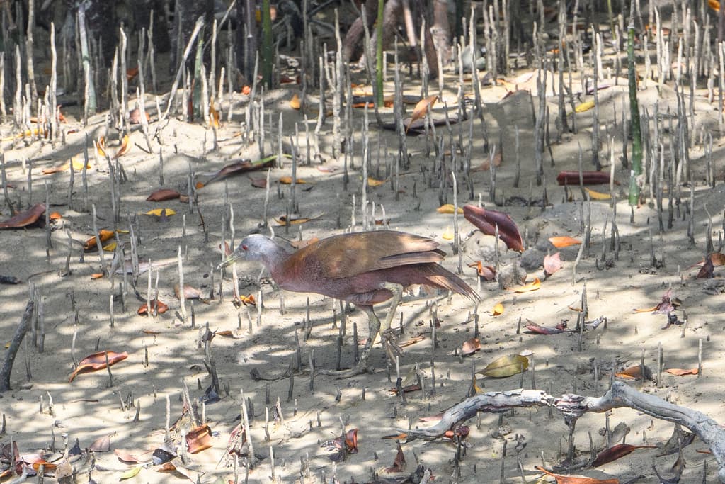 Chestnut Rail