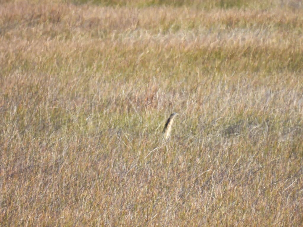 Australasian Bittern