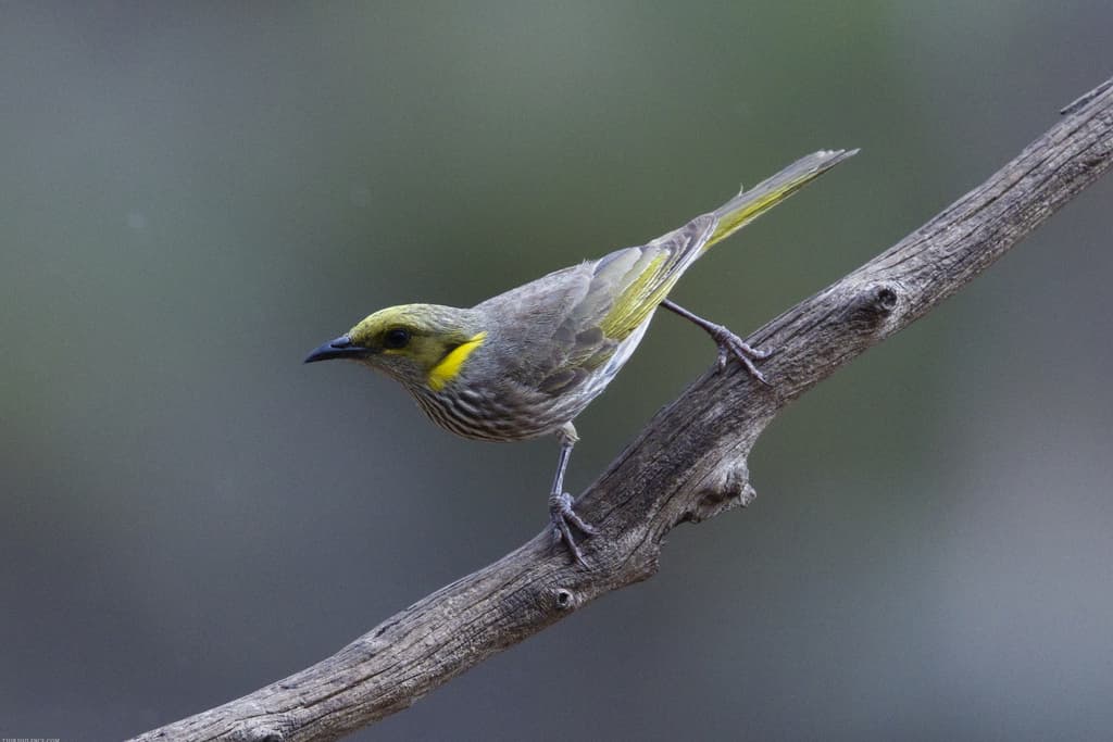 Yellow-plumed Honeyeater