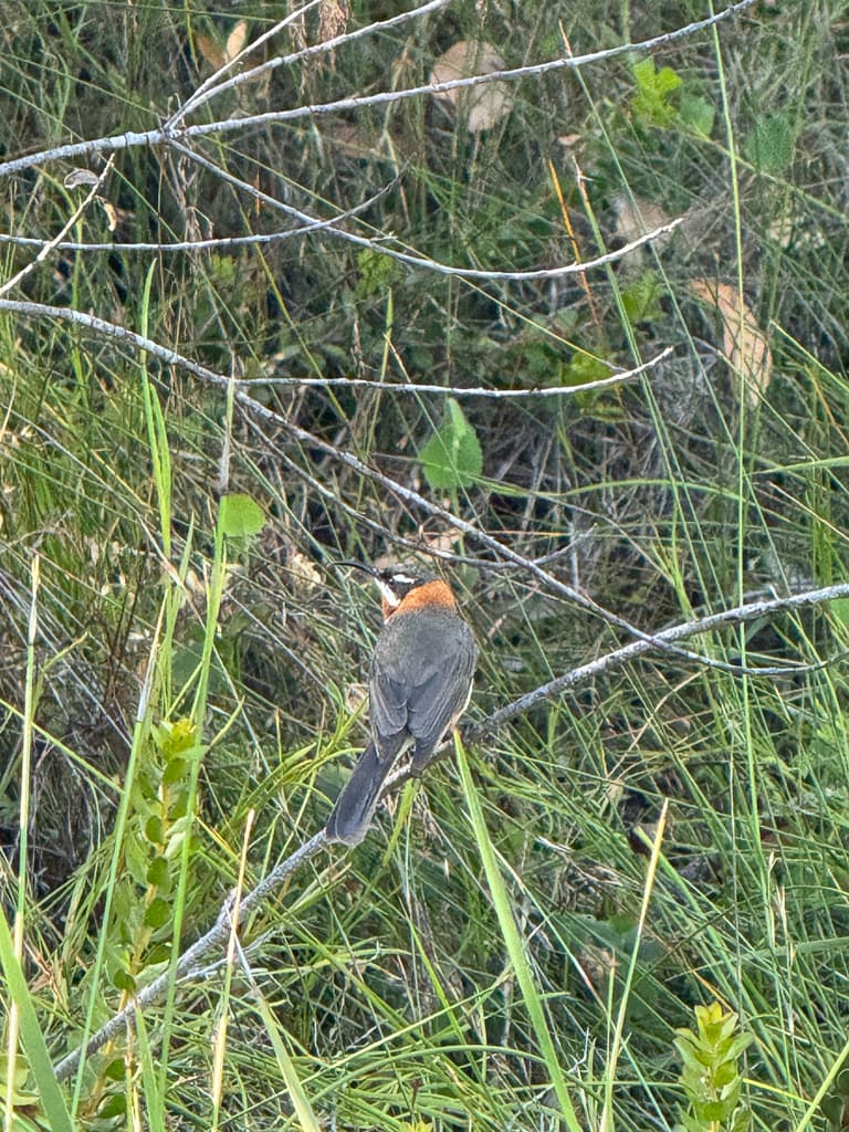 Western Spinebill