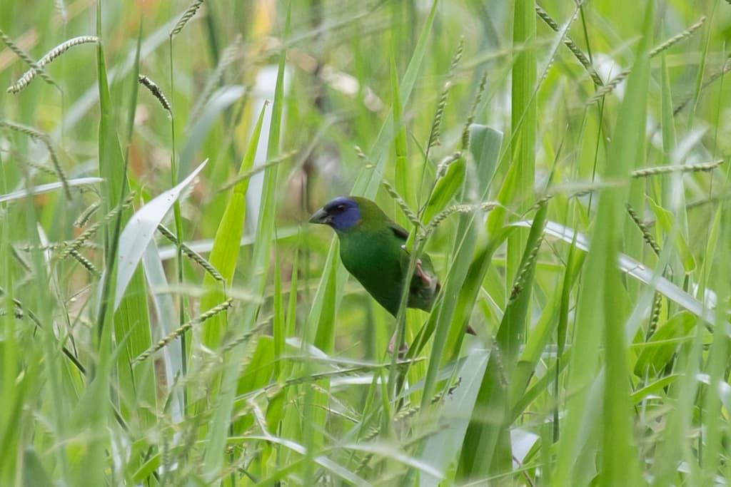 Blue-faced Parrotfinch