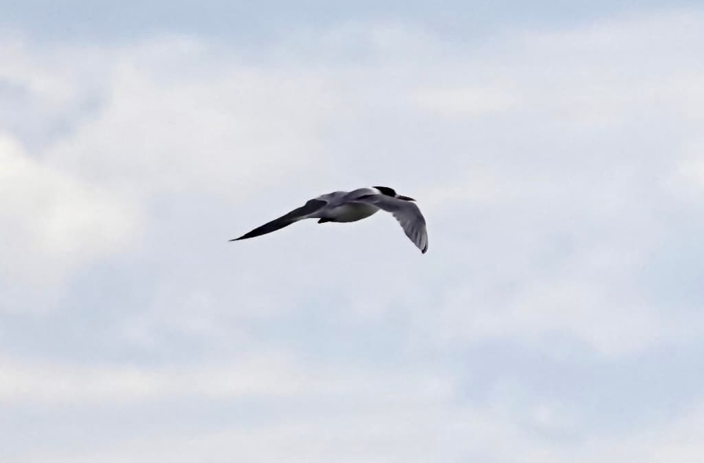 Common Tern
