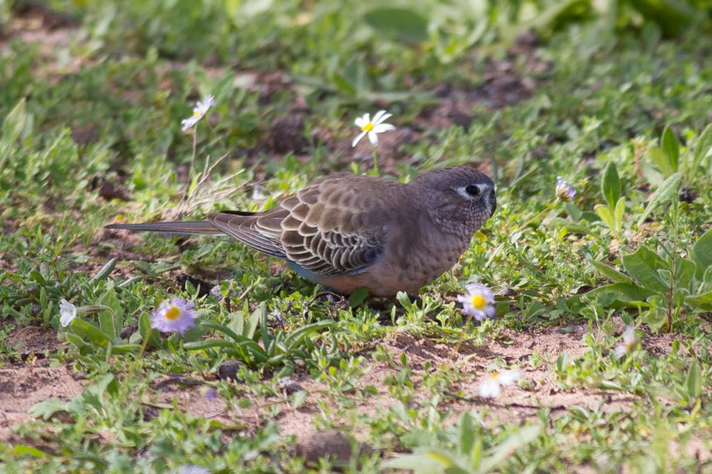 Bourke's Parrot
