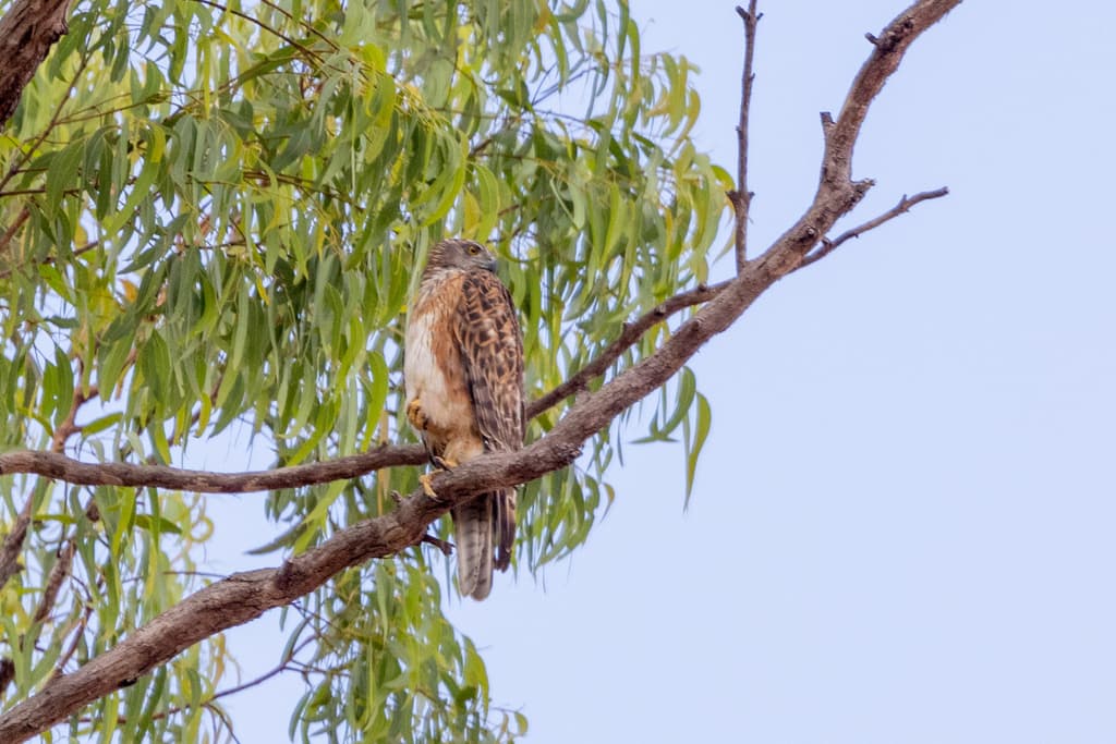 Red Goshawk