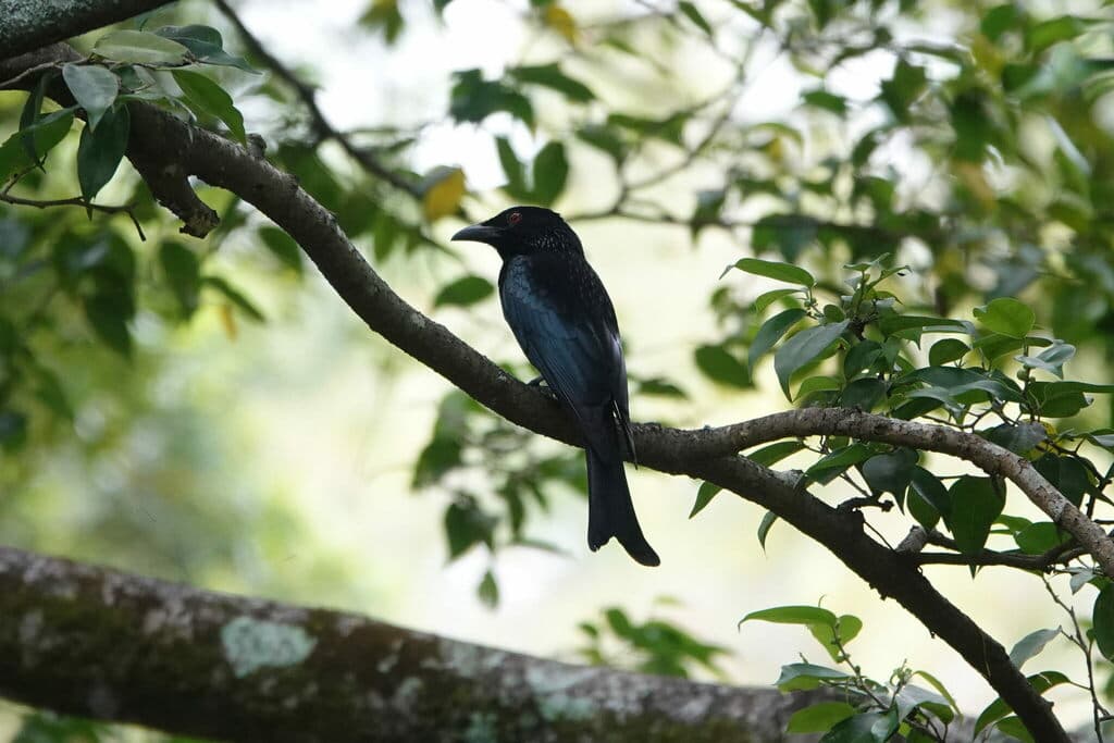 Spangled Drongo