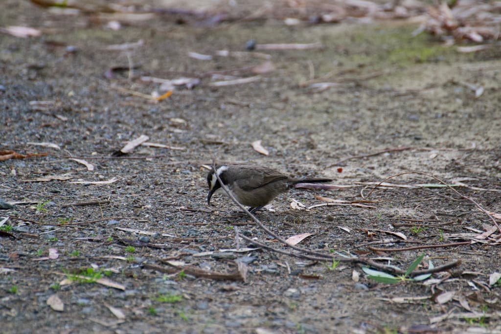 White-browed Babbler