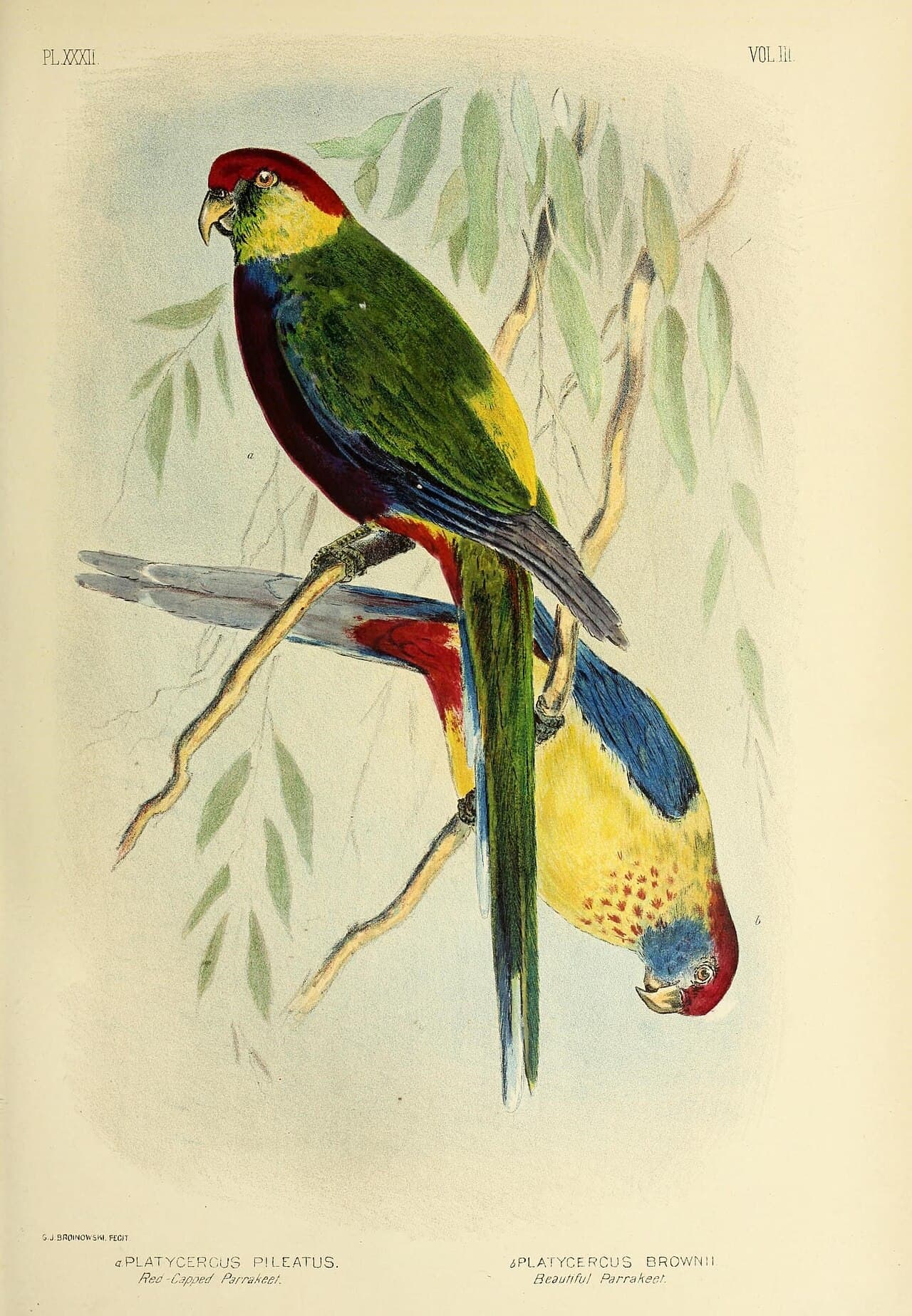 Northern Rosella