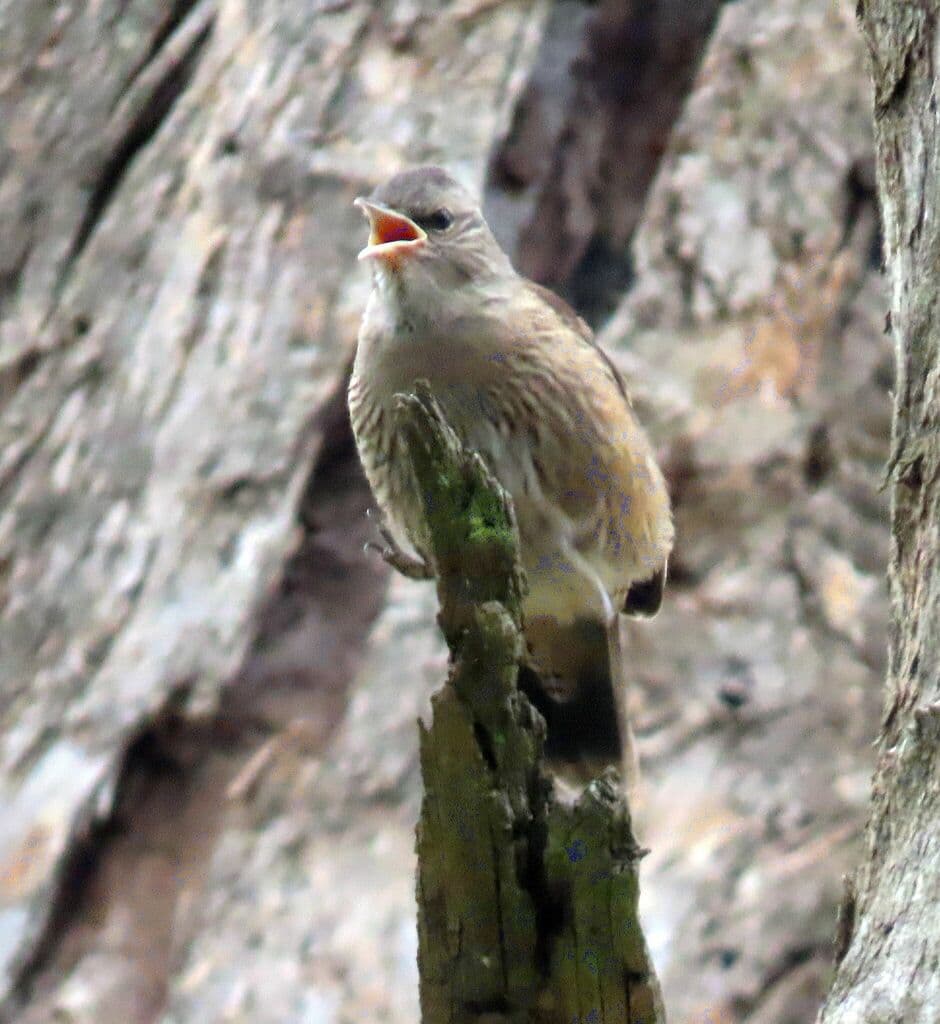 Brown Treecreeper