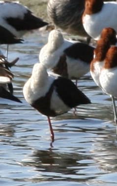 Banded Stilt