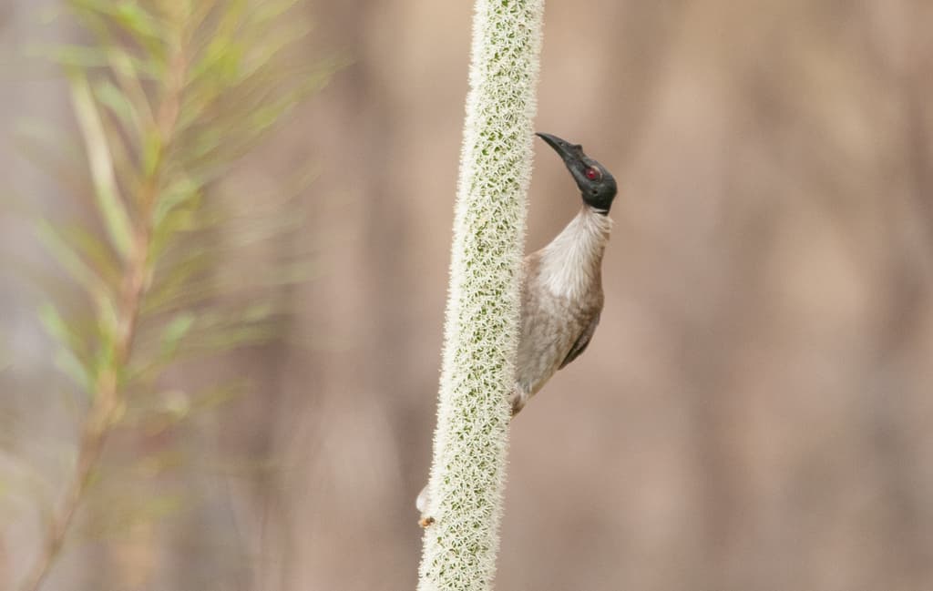 Noisy Friarbird