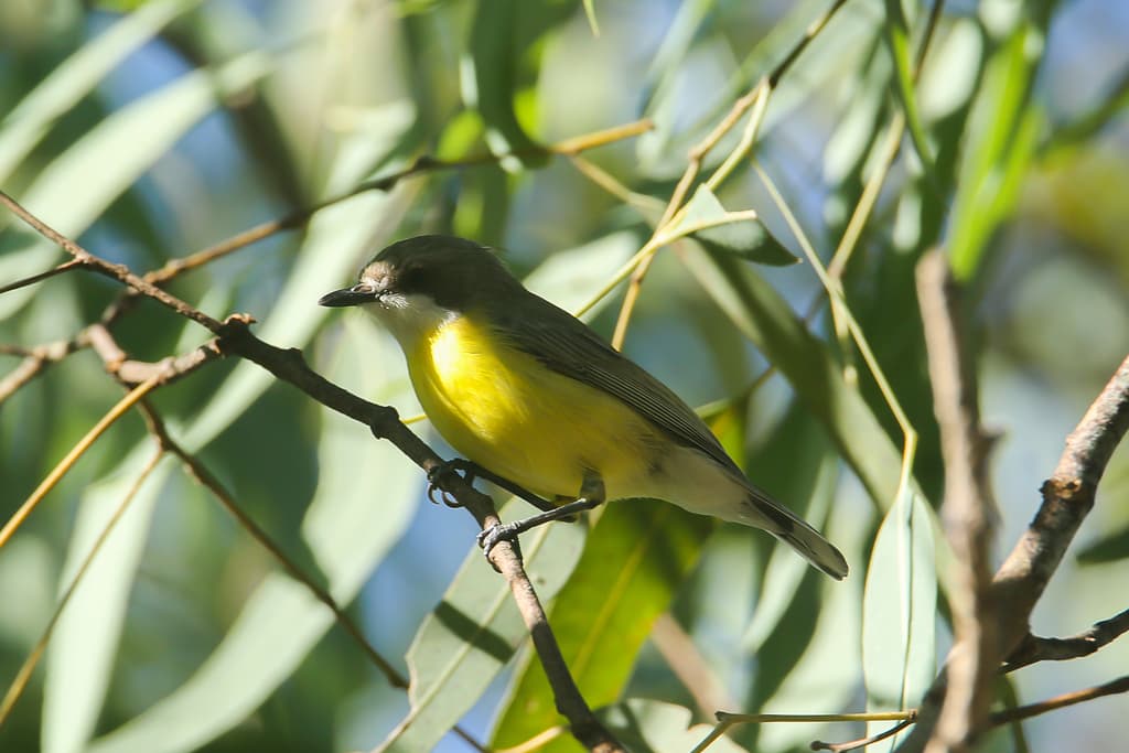 White-throated Gerygone