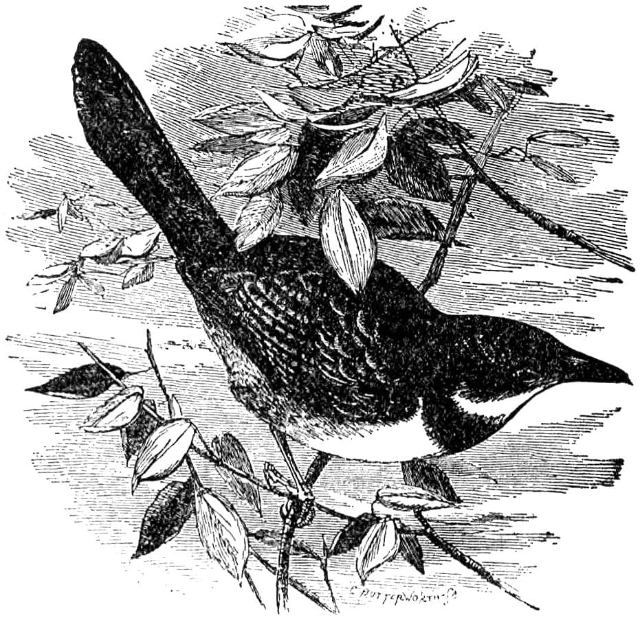 Noisy Scrubbird