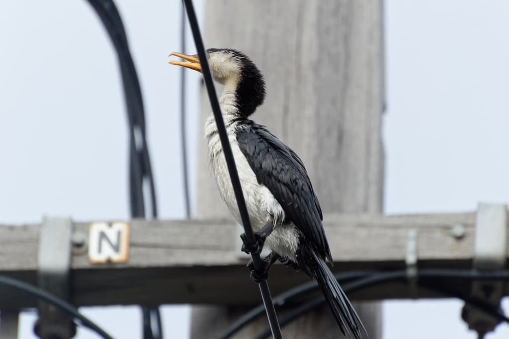 Little Pied Cormorant