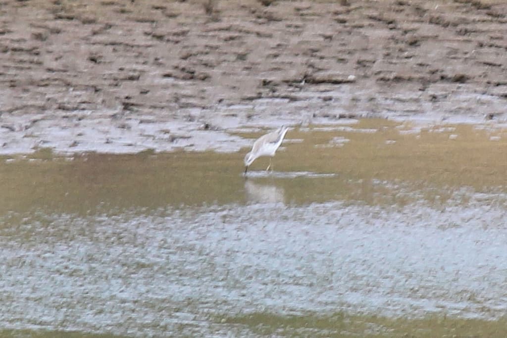 Marsh Sandpiper