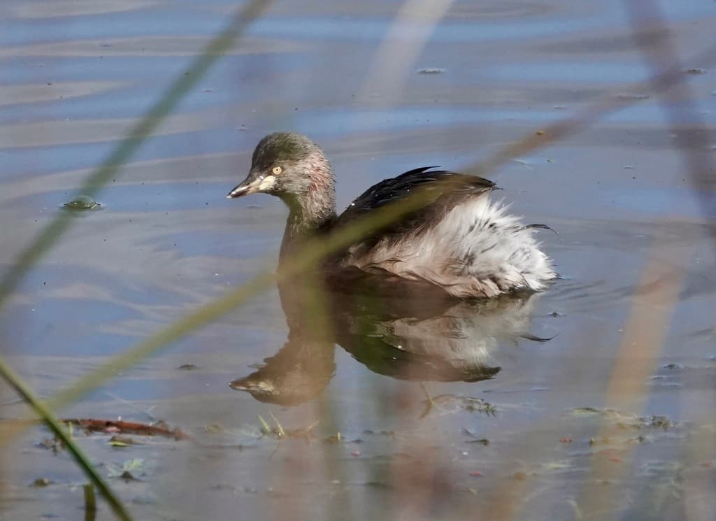 Australasian Grebe