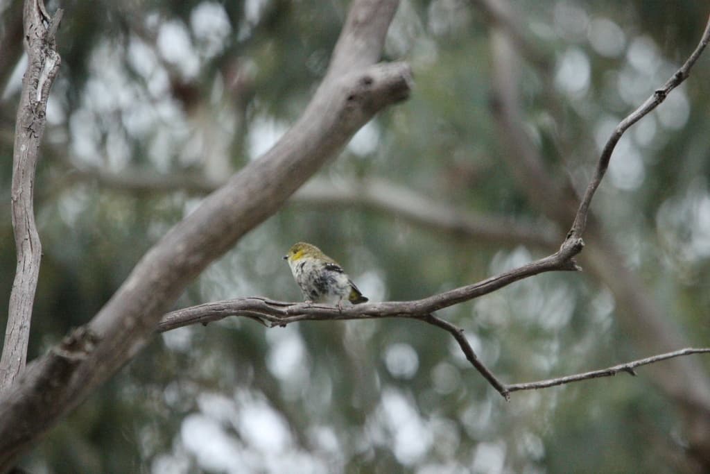 Forty-spotted Pardalote