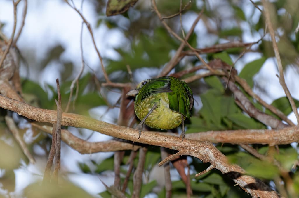 Spotted Catbird