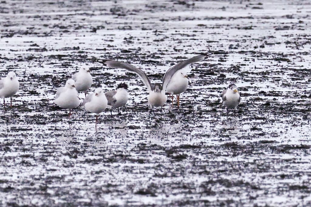 Franklin's Gull
